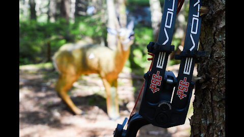 Bowhunting Roe Deer in Denmark!