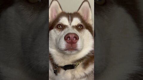 Can you pass the Husky test??