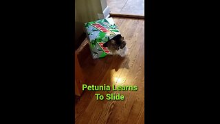 Petunia Learns To Slide (Featuring Petunia The Norwegian Forest Cat)