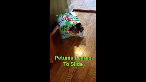 Petunia Learns To Slide (Featuring Petunia The Norwegian Forest Cat)