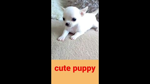 cute puppy dogi I love you