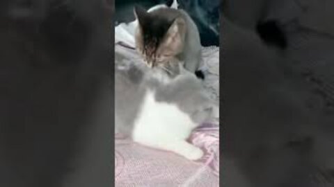 Crazy Cat Tries To Eat It's Partner's Fur