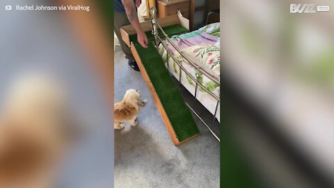 Pai constroi rampa para cadela com problemas físicos