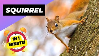 Squirrel - In 1 Minute! 🐿 One Of The Most Intelligent Animals In The World | 1 Minute Animals