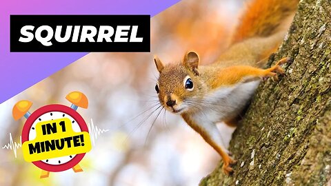 Squirrel - In 1 Minute! 🐿 One Of The Most Intelligent Animals In The World | 1 Minute Animals