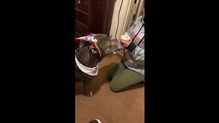 Happy doggy successfully blows out birthday candle