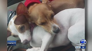 Chihuahuas stolen from homeless woman's car in Aurora