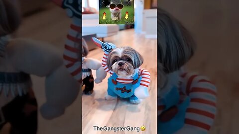 Cute Gangster funny dog video🤣 #likeandshare #youtubeshorts #justforfun #doglover #puppylove #gang