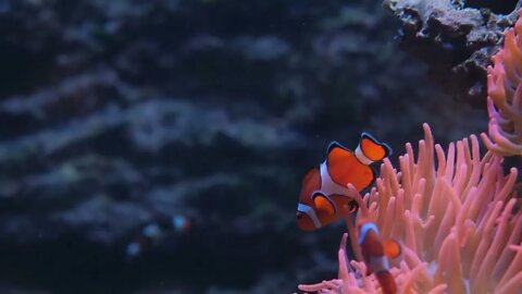 Fishes in coral reef. Beautiful underwater world