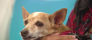 Pet of the Week 10-6-19