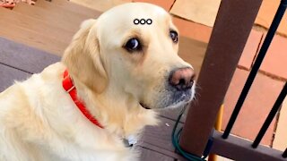 Silly and Funny Golden Retriever Compilation