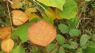 An Autumn Walk