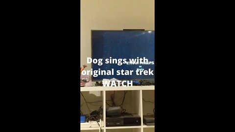 Dog Sings this Star Trek theme song #shorts