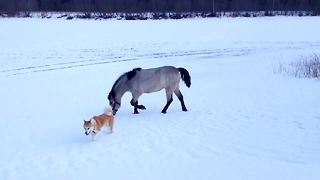 Dog and horse are unlikely best friends