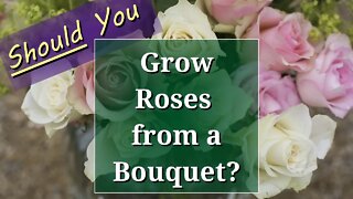 Should you Grow Roses from a Bouquet?