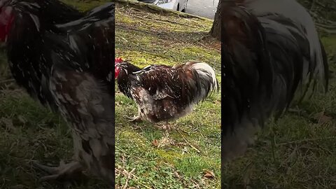 Mr. Mister, the sexiest rooster on YouTube! #shorts #chickens