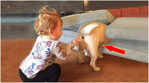 AWW so funny😂😂 super cats and dogs reaction videos