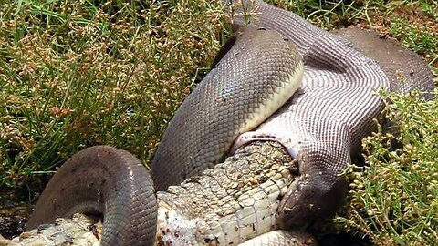 PYTHON AND CROCODILE EXTREME FIGHT