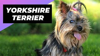 Yorkshire Terrier 🐶 One Of The Smallest Dog Breeds In The World #shorts #yorkshireterrier #dog