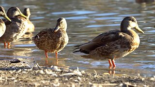 CatTV bunch of ducks in sun