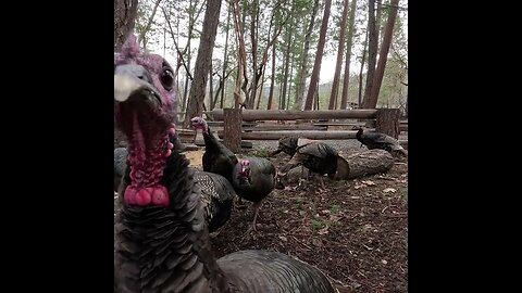 Wild Turkey Stills