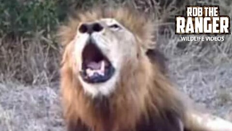 Lion Roar - Makulu Mapogo | Close-up Roaring Sound!