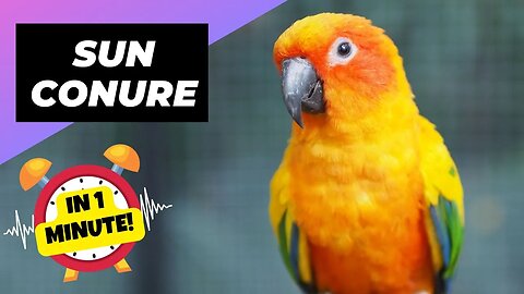 Sun Conure - In 1 Minute! 🦜 One Of The Most Beautiful Parrots In The World | 1 Minute Animals
