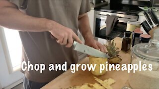Chop and Plant Pineapple