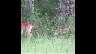 Fawn