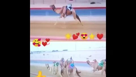 Camel race سباق الجمال