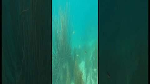 Under the sea Puerto Morelos clip 1