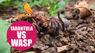 Giant wasp attacks and kills a tarantula