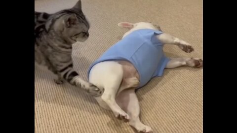 Cat annoys the dog and showing who being boss in their relationship