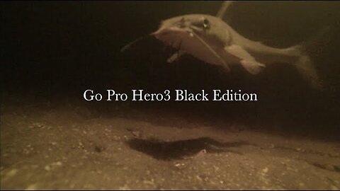 Catfish Attack GoPro Underwater During Night Fishing