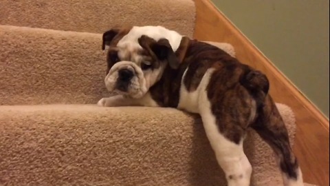 Puppy climbs stairs for the first time, conquers them
