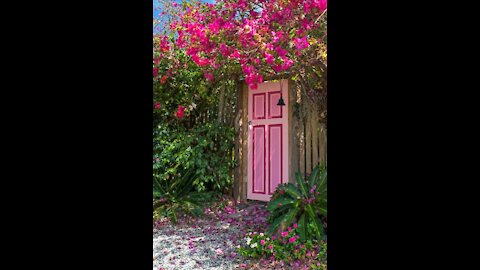 Pink Bougainvillea Flowers