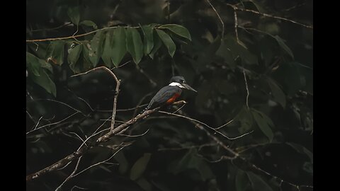 Amazon Kingfisher