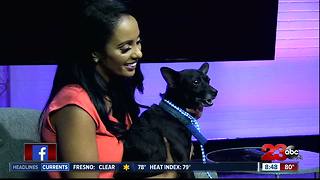 Meet our 23ABC Pet of the Week, Charlie!