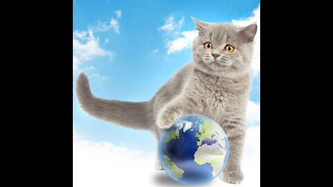 If Cats Ruled the World