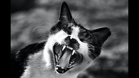 Amazing Angry Cats