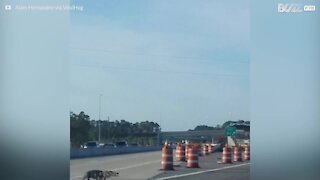 Alligatore attraversa con calma un'autostrada in America