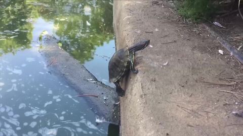 Funny Turtle Tries To Climb Out Of Water But Fails