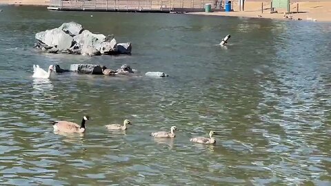CatTV: Growing Baby Ducks Swimming