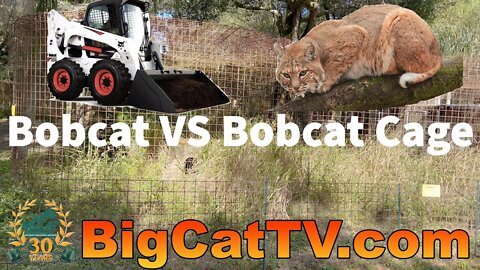 Bobcat VS Bobcat Cage