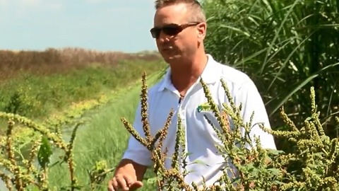 Palm Beach County farmer shows what he does to prevent pollution