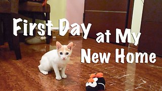 Kitten's First Day at it's New Home - Scared, Cute, Curious