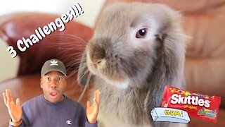 Kids Videos: Our Family's Holland Lop Bunny Gave Me 3 Challenges (Spy Mission)