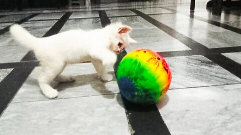 cat ko apna belt psand ha l cat ball k sath khailti ha #ball #cat