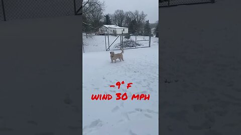 Sailor Loves Snow ❄️@prepperboss, #shorts #prepperboss #goldenretriever #blizzard