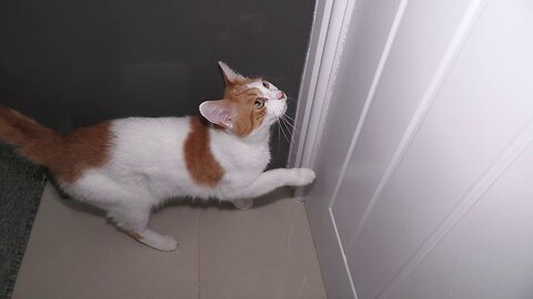 Cat Meowing To Go Outside (2)